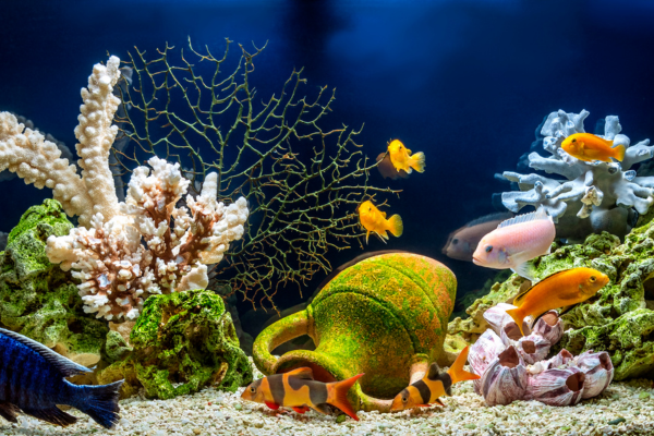 Cuidados Essenciais para Peixes Felizes no Aquário