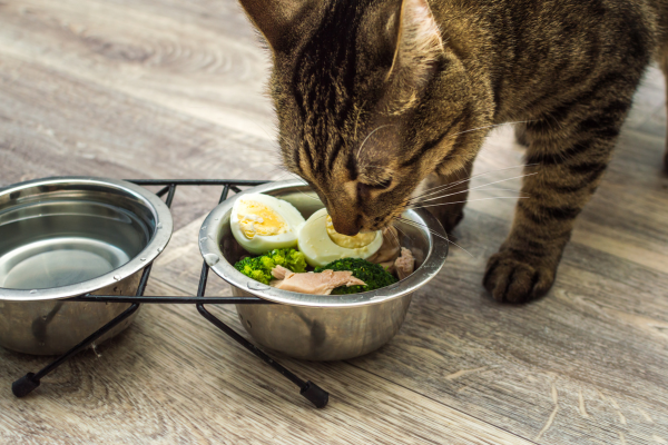 Vantagens da Alimentação Natural para Gatos: Como Preparar uma Dieta Caseira Saudável