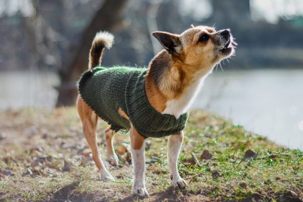 Entendendo a Linguagem Corporal do seu Cão: O que ele Está Realmente Dizendo?