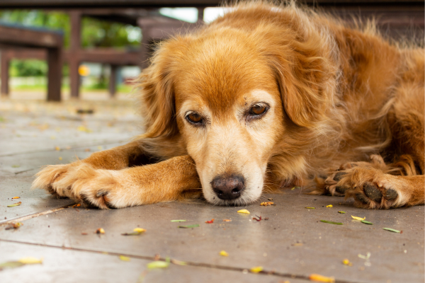 Sintomas de Doenças em Cães que Não Devem Ser Ignorados