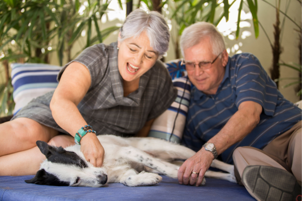 Cães Idosos: Cuidados Especiais para uma Vida Longa e Confortável