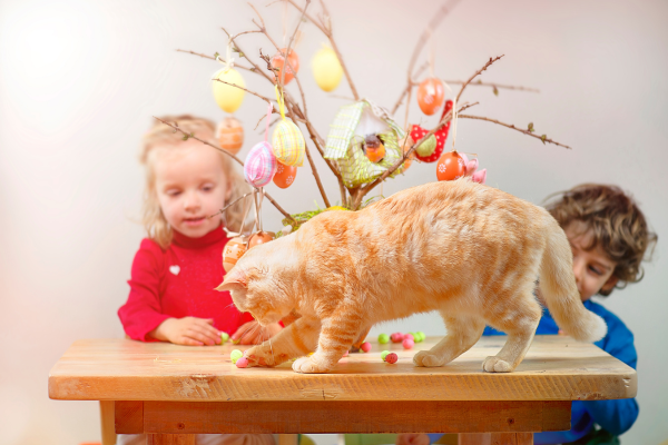 Dicas para Criar um Ambiente Seguro para Gatos e Crianças em Casa