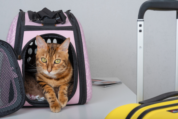 Viajando com Seu Gato: Dicas Essenciais para uma Viagem Segura e Tranquila