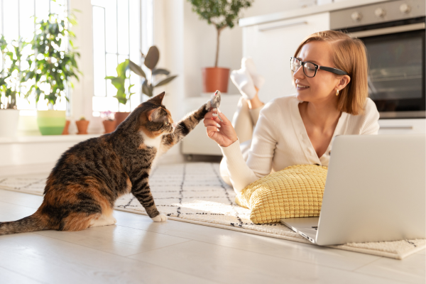 Guia para Adestrar Seu Gato: Dicas e Truques para uma Convivência Harmoniosa