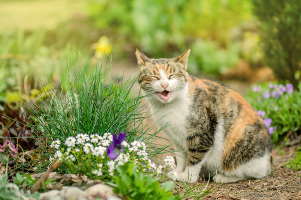 Manutenção de um Jardim Seguro para Gatos em Ambientes com Plantas