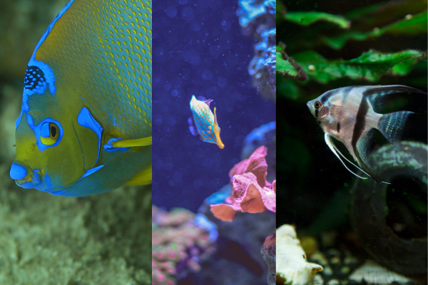 Beleza e Diversidade: Peixes Tropicais em Aquários