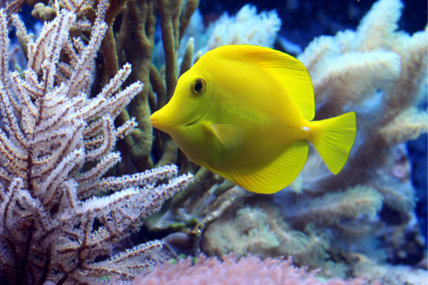 Prevenção, Tratamento e Sintomas de Doenças em Peixes de Aquário