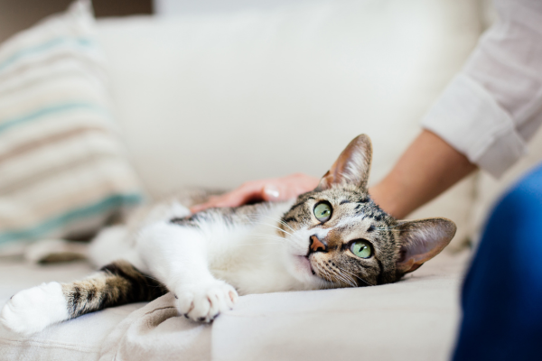 Decifrando a Linguagem Corporal dos Gatos: O que o Ronronar e o Mexer a Cauda Realmente Significam