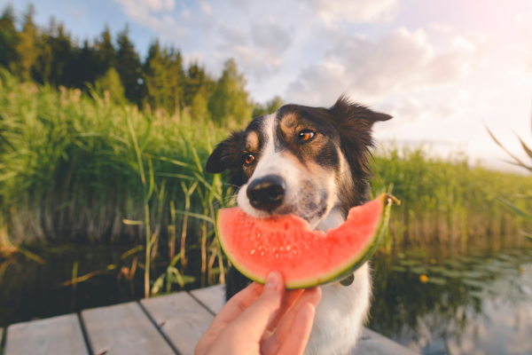 Alimentação Canina: Guia Completo para uma Dieta Balanceada