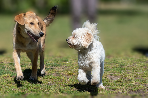 Alegria de Quatro Patas: Dicas e Curiosidades para Cães Felizes