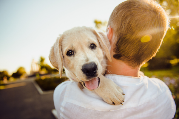  Laços Inquebráveis: Explorando a Relação Entre Humanos e Seus Cães