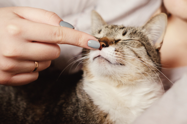 Segredos Felinos: Tudo o Que Você Precisa Saber Sobre Gatos Está Aqui