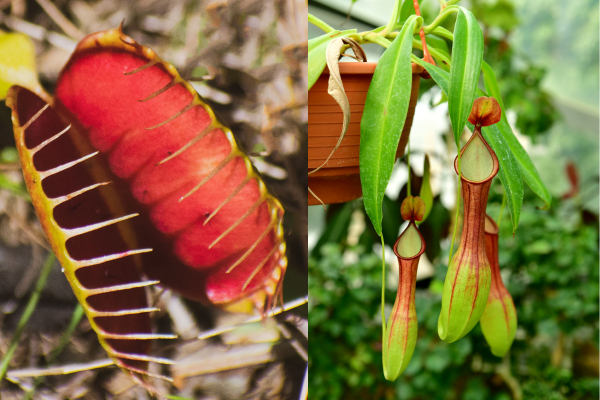 Como Cuidar de Planta Carnívora