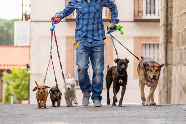 As Melhores Raças de Cachorro para Família, Guarda e Apartamento