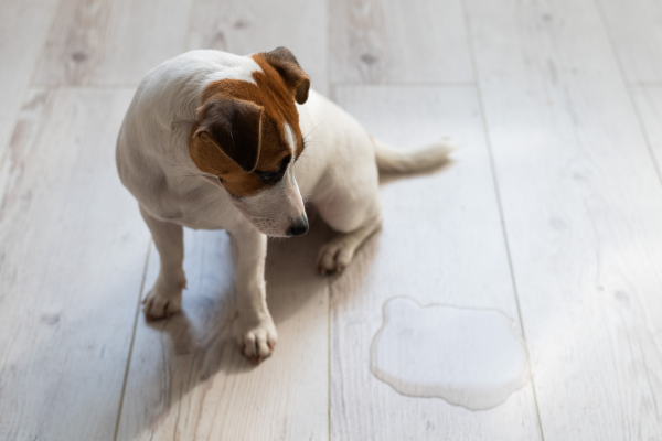 Como Ensinar um Cachorro a Fazer Necessidades no Lugar Certo